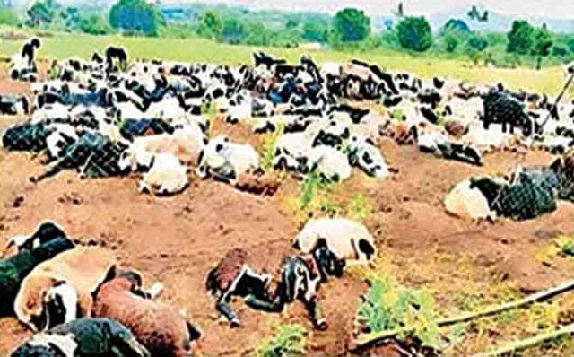 बेलापूरमध्ये तीन बिबट्यांच्या हल्ल्यात १४ मेंढ्यांचा मृत्यू