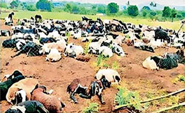 बेलापूरमध्ये तीन बिबट्यांच्या हल्ल्यात १४ मेंढ्यांचा मृत्यू