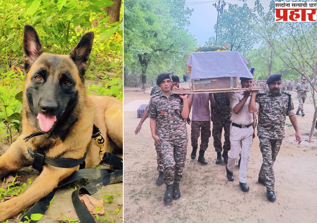CRPF Dog: नक्षलविरोधी मोहिमेदरम्यान सीआरपीएफच्या श्वानाचा मृत्यू; शासकीय इतमामात अंत्यसंस्कार
