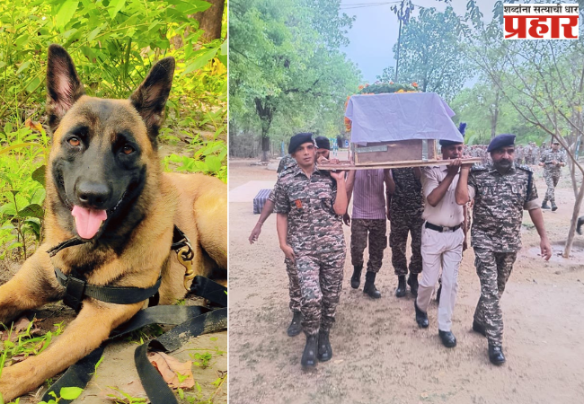 CRPF Dog: नक्षलविरोधी मोहिमेदरम्यान सीआरपीएफच्या श्वानाचा मृत्यू; शासकीय इतमामात अंत्यसंस्कार