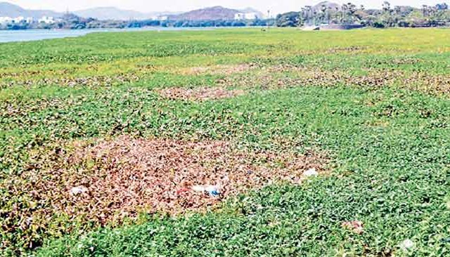 पवई तलावातील पक्ष्यांचा अधिवास धोक्यात