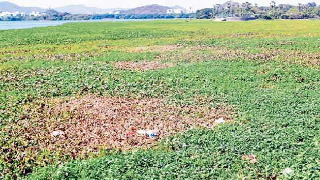 पवई तलावातील पक्ष्यांचा अधिवास धोक्यात