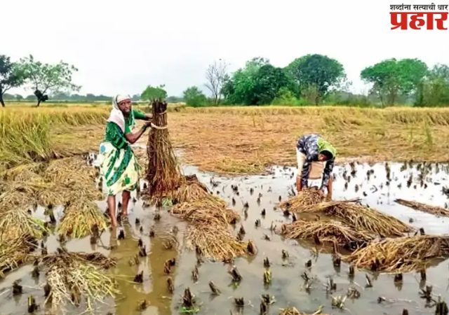 Solapur Rain: मुसळधार पावसाने शेतकरी हवालदिल! टोमॅटो गळाले, आंबे, पेरू, केळीचेही नुकसान