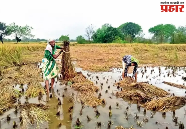 Solapur Rain: मुसळधार पावसाने शेतकरी हवालदिल! टोमॅटो गळाले, आंबे, पेरू, केळीचेही नुकसान