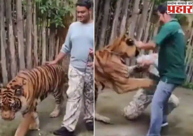 Tiger Attack Video: वाघासोबत सेल्फी काढणं तरुणाला भोवलं, अखेर अघटित घडलं