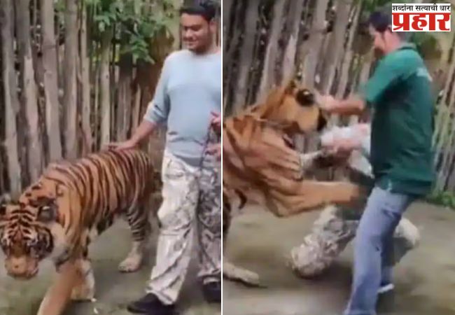 Tiger Attack Video: वाघासोबत सेल्फी काढणं तरुणाला भोवलं, अखेर अघटित घडलं