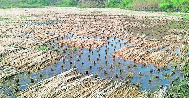 कळवण तालुक्यातील अवकाळी पंचनाम्यांचा अहवाल सादर