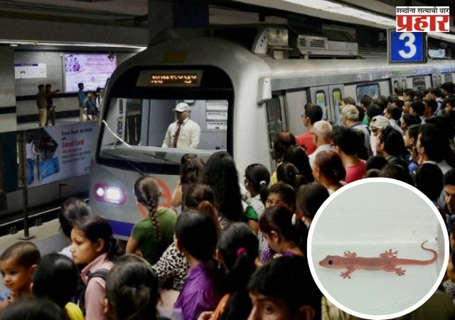Snake in Delhi Metro: 'साप साप...' म्हणत दिल्ली मेट्रोत झाला गोंधळ, निघाले पालीचे पिल्लू