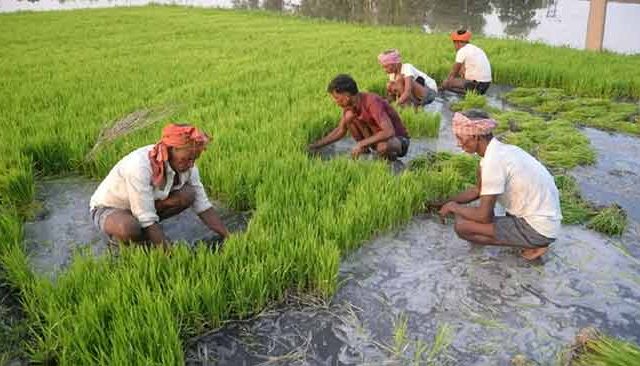 पुढील दोन आठवडे सरासरीपेक्षा जास्त पावसाचा अंदाज