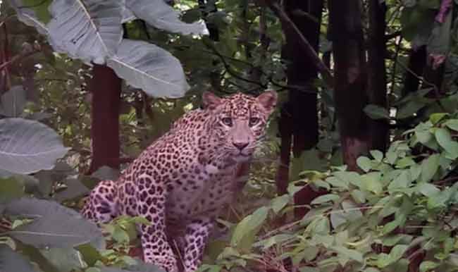 शहापुरातील डोळखांब परिसरात बिबट्याचा वावर
