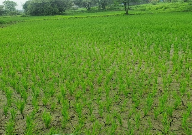 आपत्तीग्रस्त शेतकऱ्यांच्या पाठीशी शासन खंबीरपणे उभे