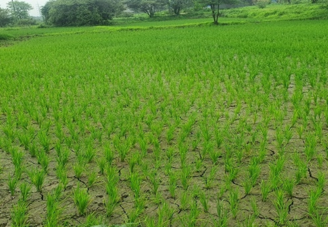 आपत्तीग्रस्त शेतकऱ्यांच्या पाठीशी शासन खंबीरपणे उभे