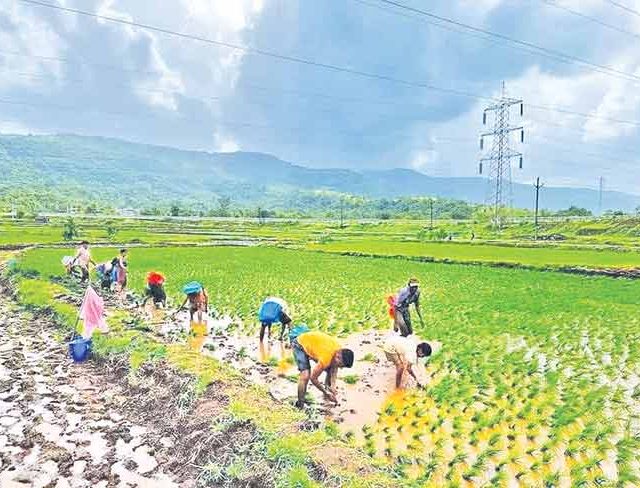तांदूळ उत्पादन : पर्यावरण समस्या गांभीर्याने सोडवा!