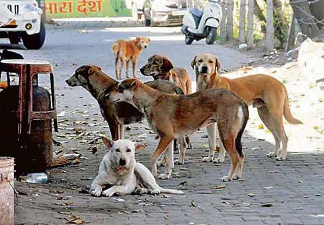 आता मुंबईतही भटक्या कुत्र्यांची तक्रार तीन वेळा घेतली जाणार!