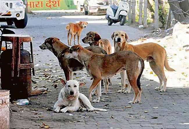 भटका कुत्रा चावल्याने मृत्यू झाल्यास पीडित कुटुंबीयांना मिळणार ५ लाखांची भरपाई