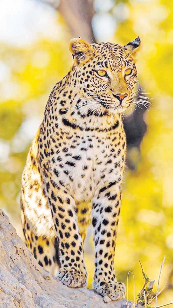 भक्ष्याच्या शोधार्थ बिबट्या घरात घुसला