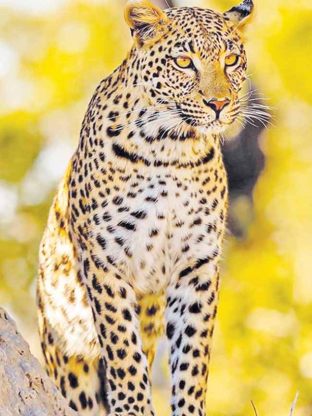 भक्ष्याच्या शोधार्थ बिबट्या घरात घुसला