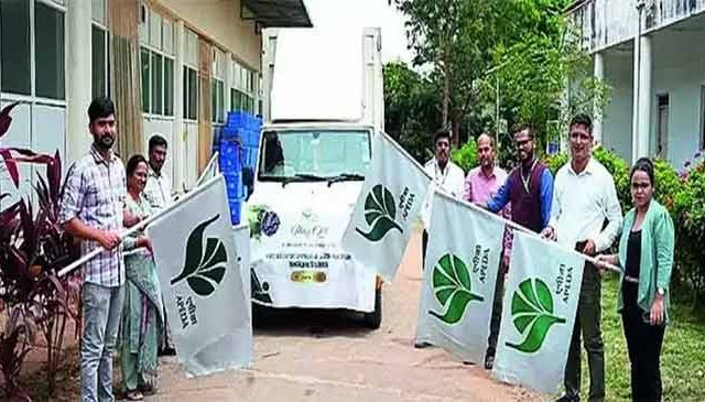 बदलापूरची जांभळे  लंडनच्या बाजारपेठेत दाखल