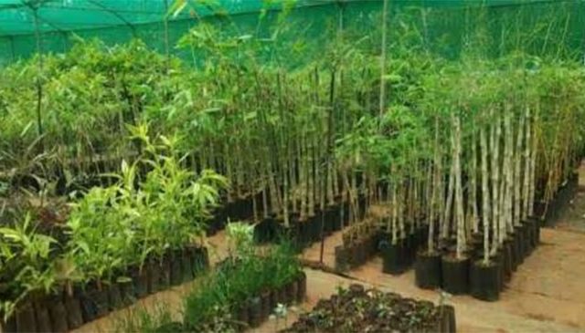 ५० लाख बांबू वृक्ष लागवडीचा शुभारंभ
