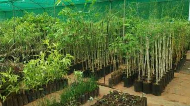 ५० लाख बांबू वृक्ष लागवडीचा शुभारंभ