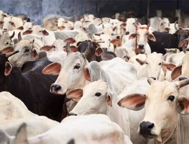 मोकाट जनावरांचा प्रश्न पुन्हा ऐरणीवर ?
