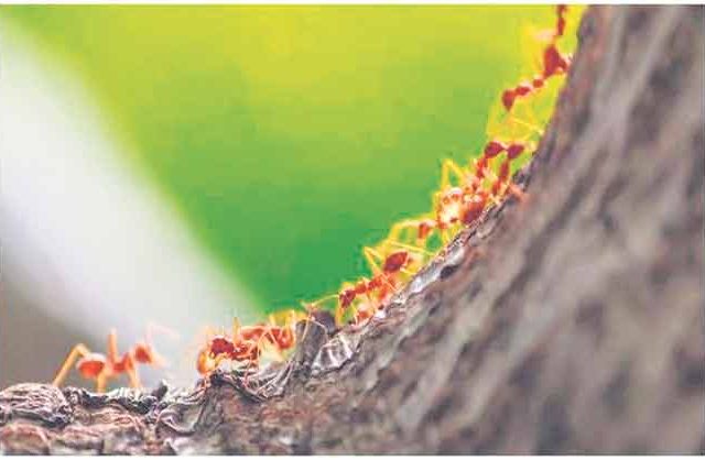 असाध्य ते साध्य करता सायास...