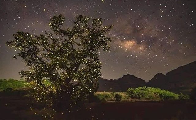 काजव्यांच्या चकाकण्याचा करिष्मा बघण्यासाठी अभयारण्यात गर्दी