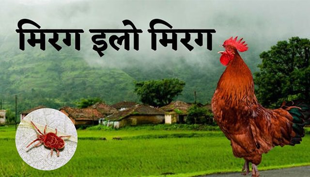 इलो मिरग