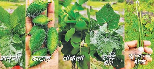 रानभाज्यांची मेजवानी...!
