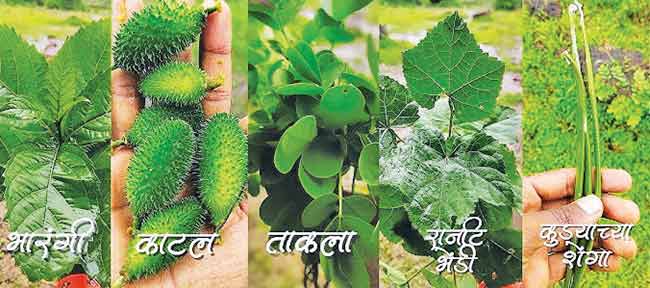 रानभाज्यांची मेजवानी…!