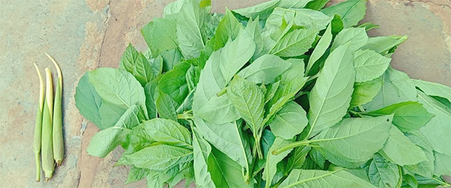 शेवळा,भारंगी, टाकळा बाजारात दाखल