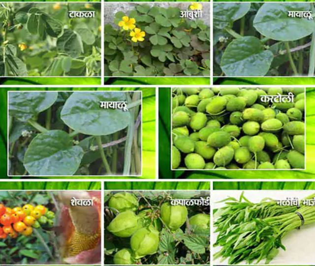 पावसाळ्यातील रानभाज्यांचा खजिना; निसर्गाकडून मिळालेला एक आरोग्यदायी वरदान!