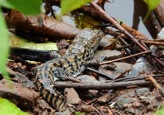 माणगावमध्ये लोकवस्तीनजीक आढळून आले मगरीचे घरटे