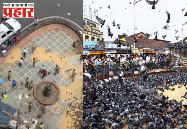 दादरचा ऐतिहासिक कबूतरखाना बंद: मुंबईची एक ओळख काळाच्या पडद्याआड