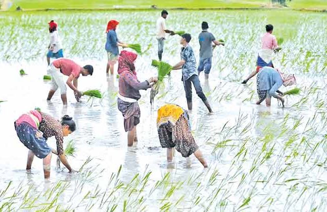 तांदळाचे विक्रमी उत्पादन आणि सरकारची धोरणे