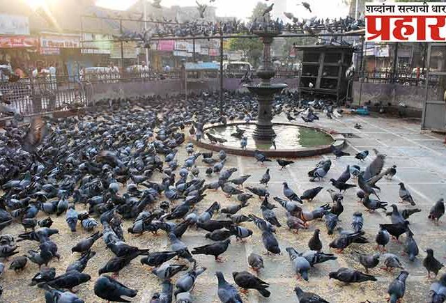 आरोग्यास अपायकारक तरीही मुंबई महापालिकेच्या हद्दीत ५१ कबुतरखाने पुन्हा सुरू