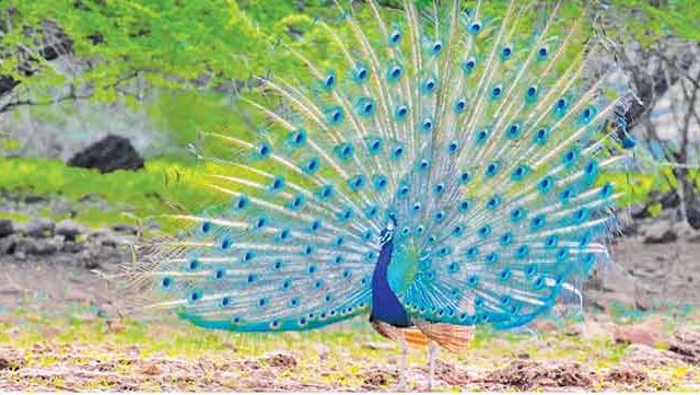 राष्ट्रीय पक्षी मोर तस्करीच्या फेऱ्यात