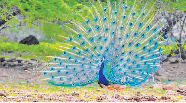 राष्ट्रीय पक्षी मोर तस्करीच्या फेऱ्यात