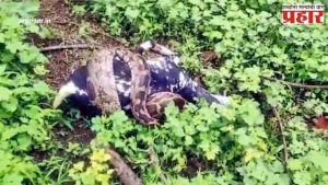Amravati News : भयानक...अमरावतीत १३ फूट लांबीच्या अजगराने घेतला बकरीचा जीव
