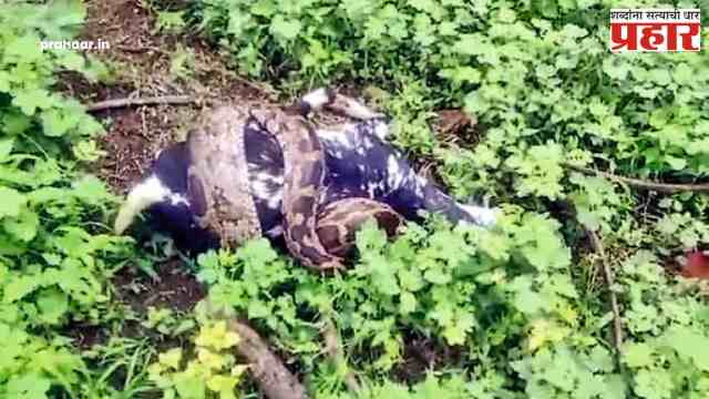 Amravati News : भयानक…अमरावतीत १३ फूट लांबीच्या अजगराने घेतला बकरीचा जीव