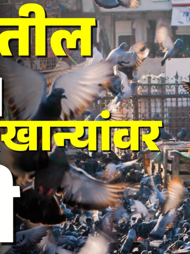 मुंबईतील ५१ कबुतरखान्यांवर बंदी
