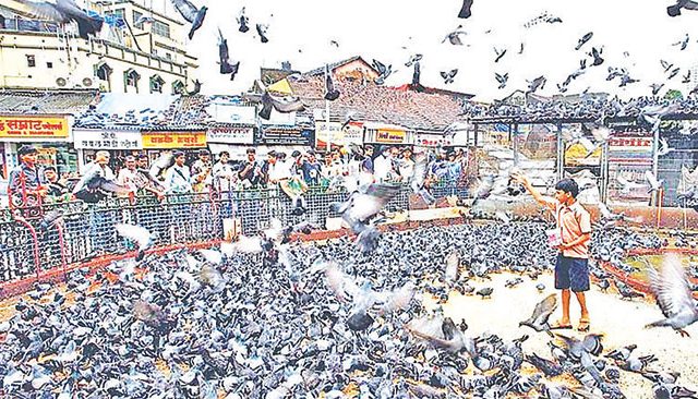 कबुतरांची विष्ठा मानवी आरोग्यास घातकच