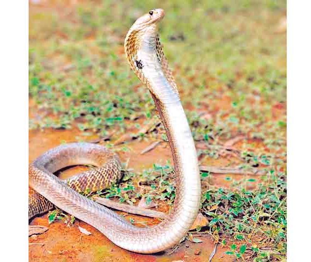 सर्प साक्षरता हवी!