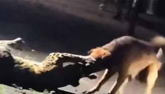 निफाडमध्ये चक्क कुत्र्यानेच बिबट्याला नेले फरपटत