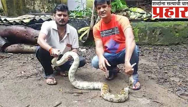 ‘मुलुंडमध्ये’ अजगराने उडवली धांदल!