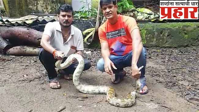 ‘मुलुंडमध्ये’ अजगराने उडवली धांदल!