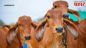 Cow National Animal : गायीला राष्ट्रीय प्राण्याचा दर्जा ? केंद्राने दिली ही माहिती