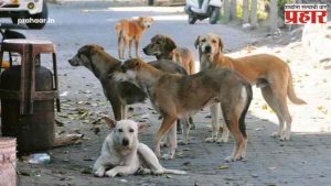 Delhi Stray Dogs : दिल्लीतील रस्ते होणार ‘कुत्रेमुक्त’? सुप्रीम कोर्टाच्या आदेशाने प्राणीप्रेमी संतप्त
