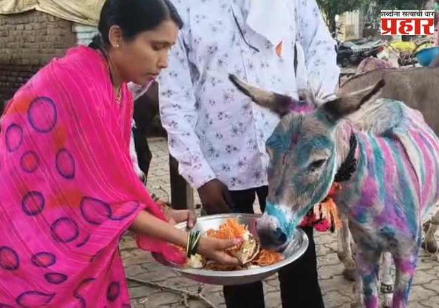 अकोटमध्ये गाढवांचा अनोखा पोळा