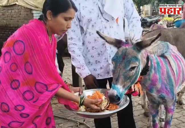 अकोटमध्ये गाढवांचा अनोखा पोळा